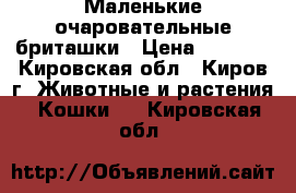 Маленькие очаровательные бриташки › Цена ­ 2 500 - Кировская обл., Киров г. Животные и растения » Кошки   . Кировская обл.